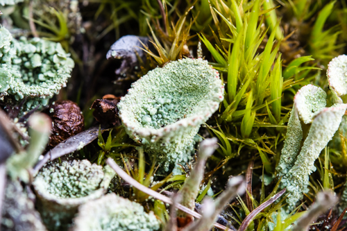 Cladonia pyxidata o fimbriata